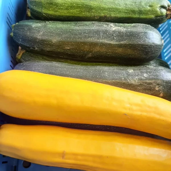 Courgette