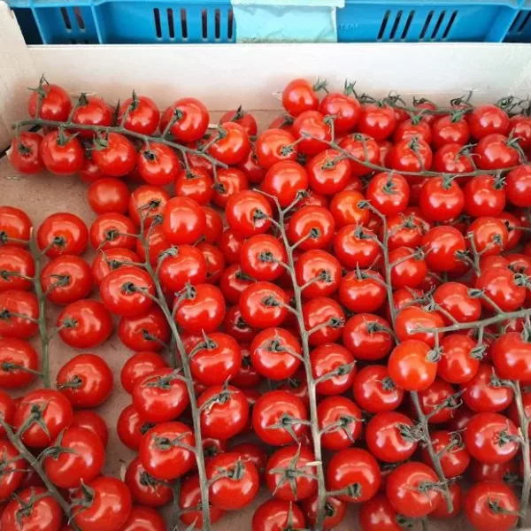 Tomaten 'Cherrystar'